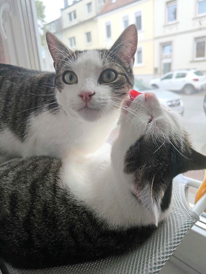 Schmerzlich vermisst wird im Lippstädter Süden nicht nur Kater Mimo – auf dem Foto links zu sehen mit Schwester Lea.