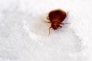 Wieder sorgen Bettwanzen in Paris für Aufregung. (Archivbild) - Foto: Arno Burgi/dpa-Zentralbild/dpa