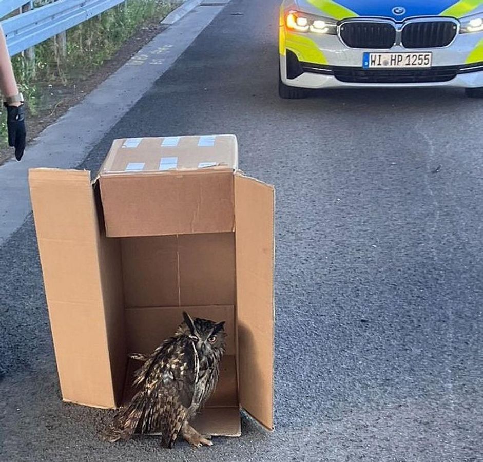 Eine Streife der Autobahnpolizei Darmstadt rettete den verletzten Vogel. (Foto Handout) - Foto: ---/Polizeipräsidium Südhessen/dpa