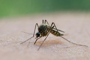 Witterungsbedingt: Die ersten Stechmücken sind bereits geschlüpft. - Foto: Patrick Pleul/dpa-Zentralbild/dpa