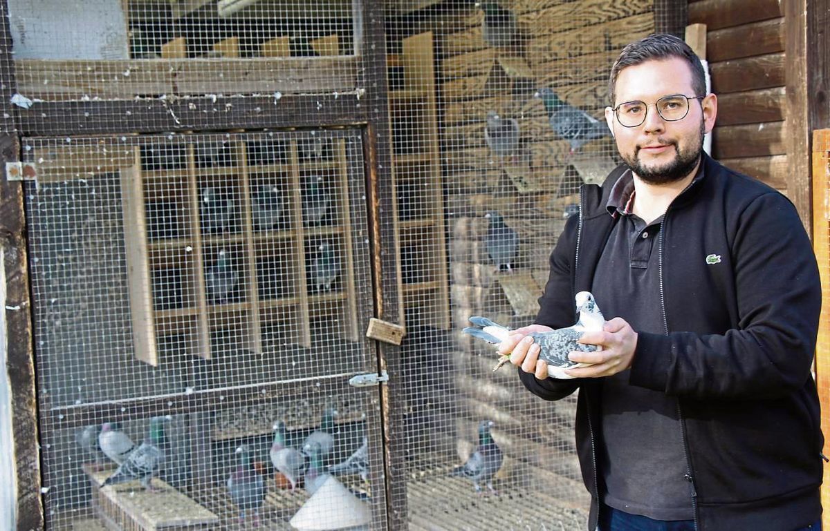 Florian Woracek und Taube Trude freuen sich über Mitglieder im Taubenzüchterverein „Kehre wieder“. Foto: Löseke