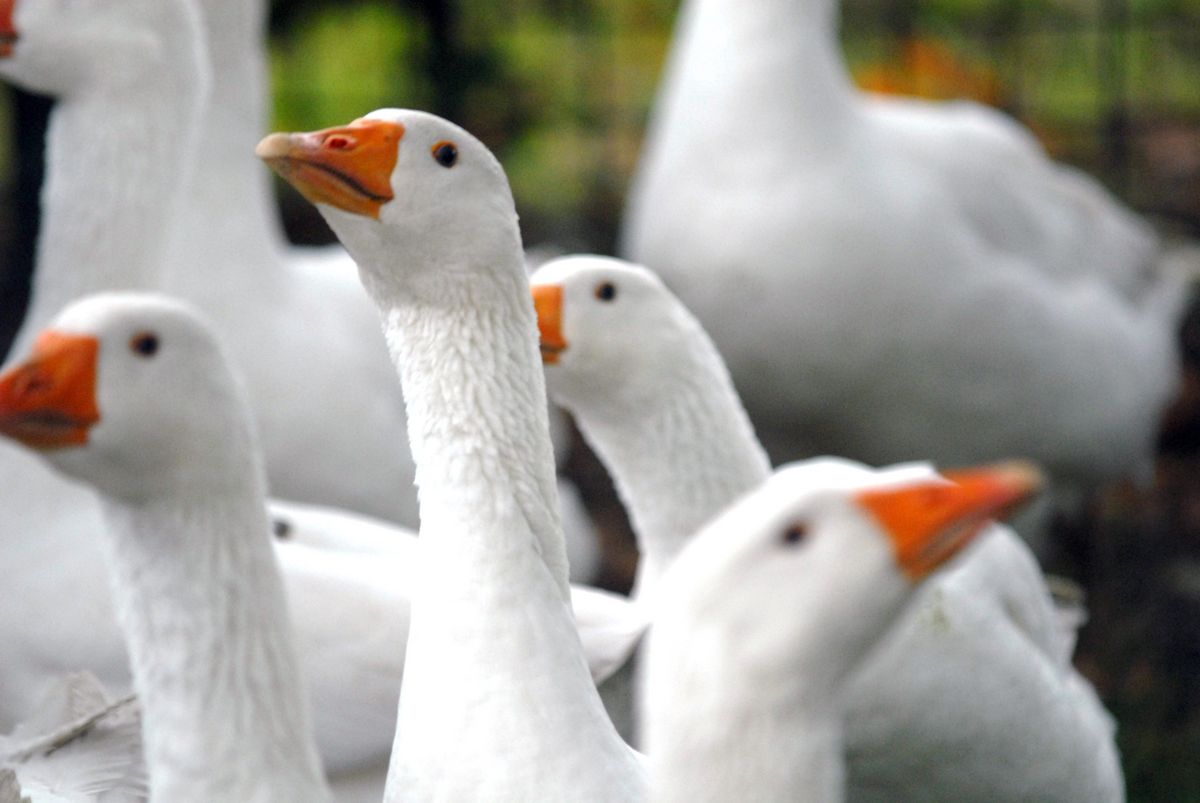 350 Gänse mussten aufgrund eines neuen Vogelgrippe-Verdachtsfalls in Boke getötet werden. Symbolfoto: Bodo Krumat