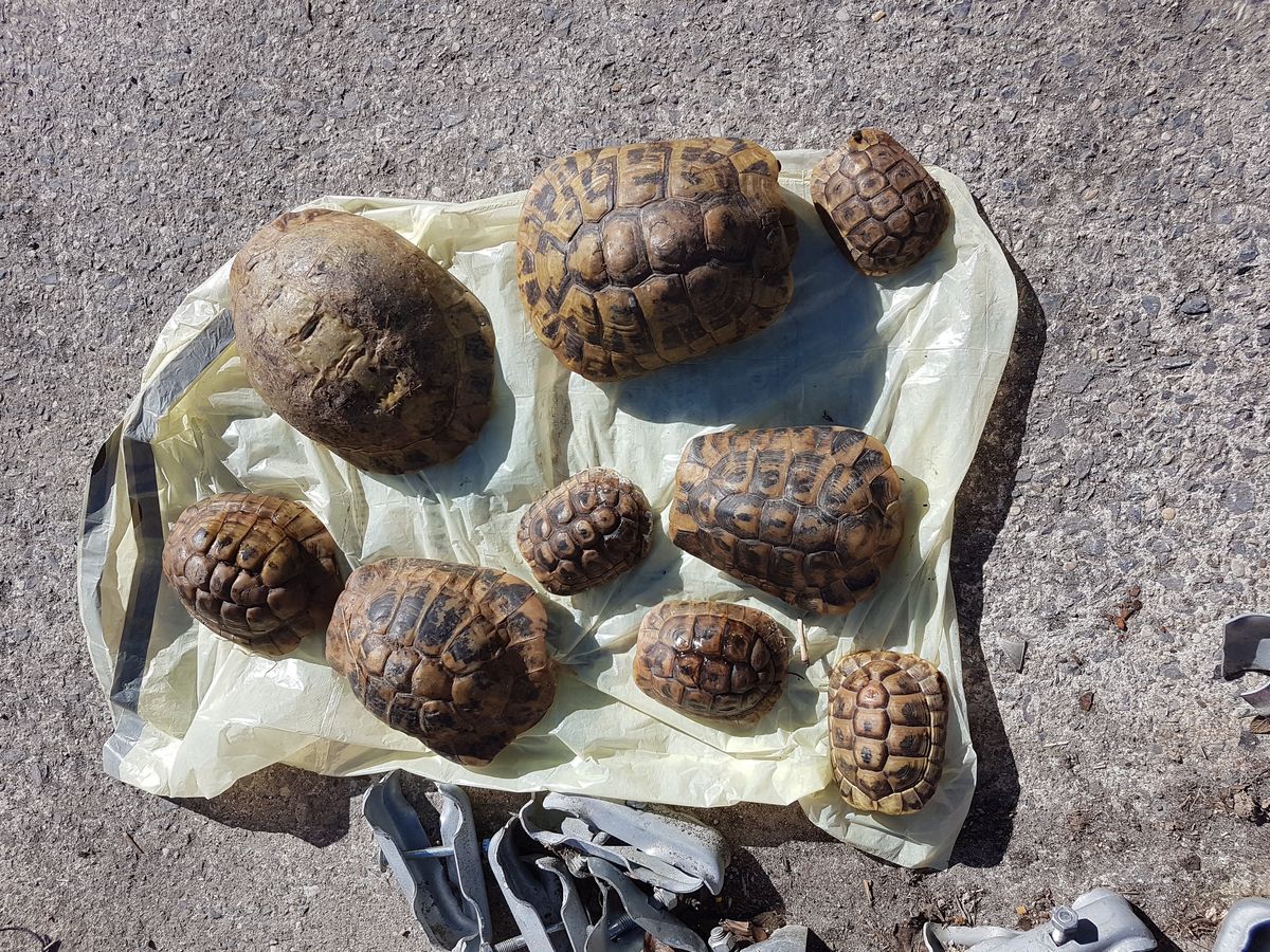 Unfassbare Quälerei: Insgesamt zwölf Landschildkröten wurden schwer verletzt im Müll entsorgt. Neun waren bereits tot. Weitere starben später. Foto: Polizei Kreis Soest