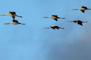Winterflucht: Tausende Kraniche sind erst jetzt gen Süden losgezogen. (Symbolbild) - Foto: Sina Schuldt/dpa