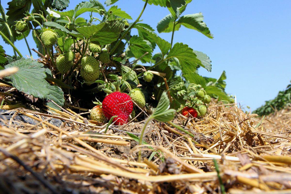 Ein bisschen zu viel Lust auf frisches Obst hatten zwei Soester am Samstag in Bad Sassendorf: Sie wurden beim Plündern eines Erdbeerfeldes ertappt.
