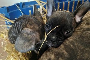 Die EU will strenger gegen illegalen Tierhandel vorgehen. (Symbolbild) - Foto: Paul Zinken/dpa