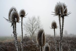 «Zunehmend winterlich kalt», lautet die Vorhersage des Deutschen Wetterdiensts (DWD) für die nächsten Tage. - Foto: Stefan Puchner/dpa