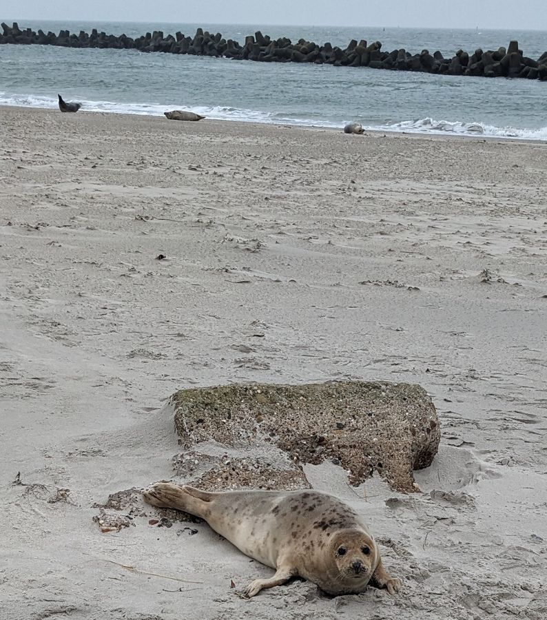 Robben haben ein dickes, fettes Fell und frieren auch im Winter nicht. Foto: Sabrina Neidnicht