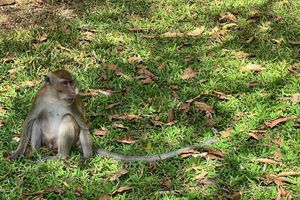 Thailändische Behörden haben Dutzende Affen befreit. (Archivbild) - Foto: Carola Frentzen/dpa