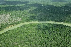 Deutschland gibt viel Geld für einen neuen Tropenwaldfonds. - Foto: Larissa Schwedes/dpa