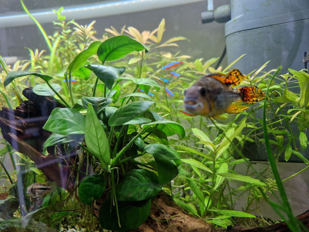 Fische brauchen die Gesellschaft von Artgenossen. Foto: Wischmann