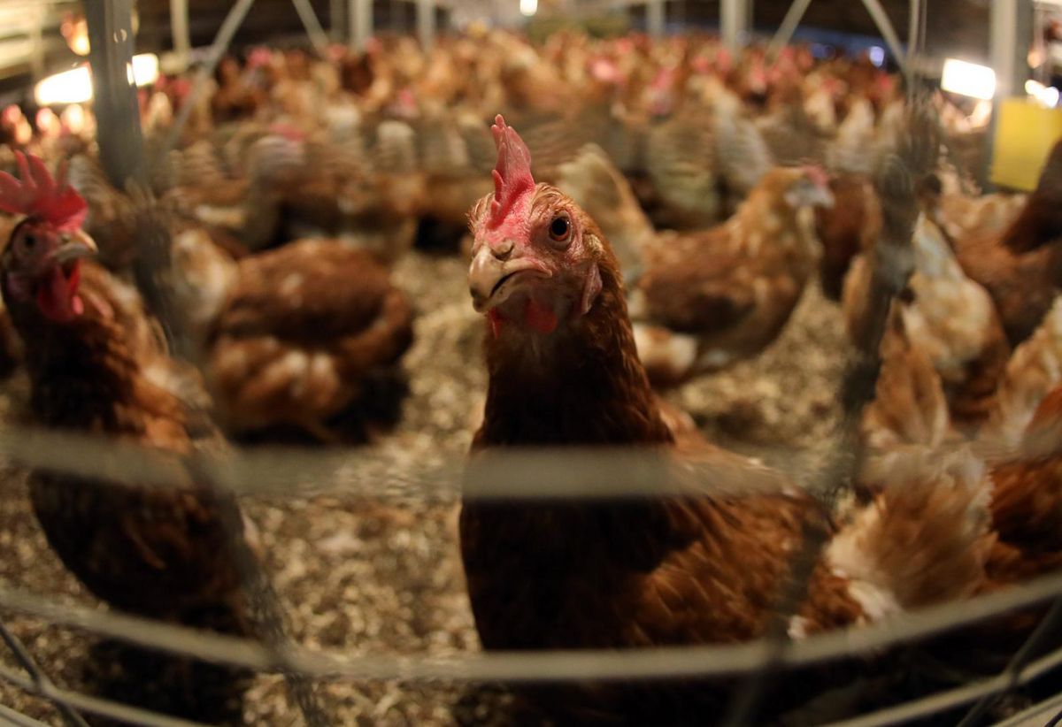 In einer Hobbygeflügelhaltung in der Gemeinde Lippetal ist die Geflügelpest nachgewiesen worden. Bereits am Sonntag wurden vorsorglich 38 Tiere – Enten, Gänse und Hühner – getötet. Symbolfoto: dpa