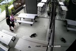 Das niedliche Robbenbaby watschelte plötzlich durch die Vordertür ins Pub. - Foto: Uncredited/Sprig + Fern The Meadows/AP/dpa