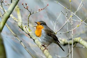 Lichtverschmutzung hat Einfluss auf tagaktive Vögel wie das Rotkehlchen: Sie singen morgens früher und abends länger. (Archivbild) - Foto: Jens Kalaene/dpa-Zentralbild/dpa