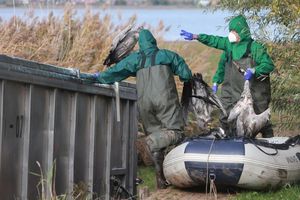 In Ostdeutschland werden derzeit vermehrt tote Kraniche gefunden. Sie sind Opfer der gefürchteten Vogelgrippe geworden. (Archivbild) - Foto: Matthias Bein/dpa