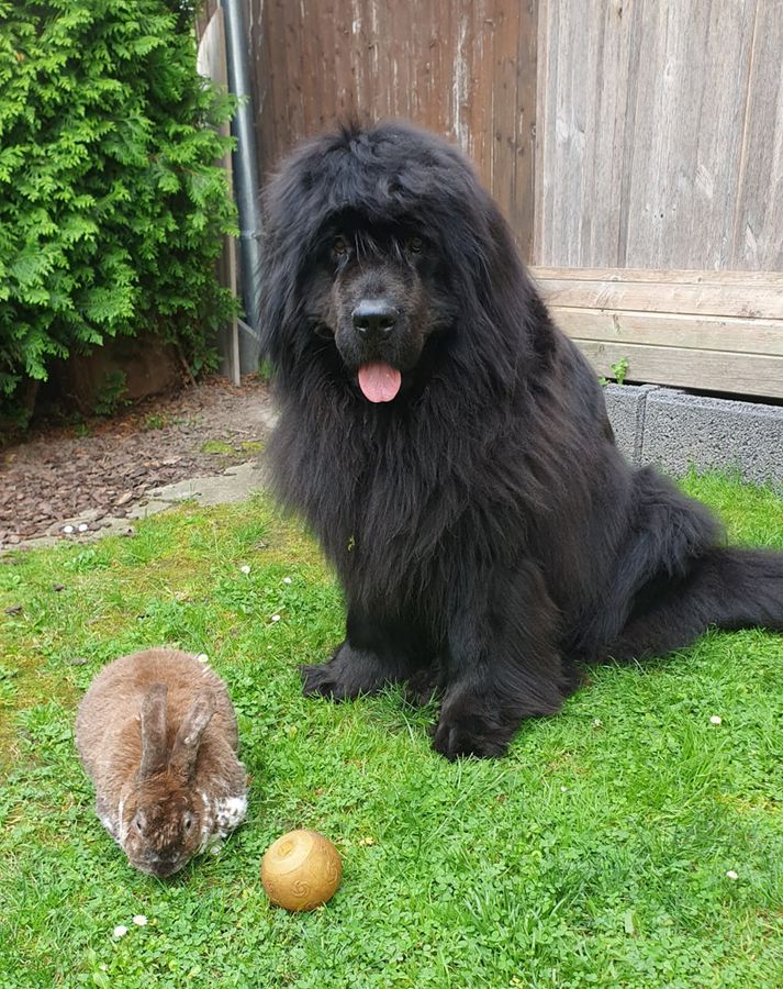 Im Garten von Bettina und Andreas in Geseke lassen es sich Shanti und ihr Kaninchenfreund Mäxchen gutgehen. Ein ungleiches Paar, aber dicke Freunde!