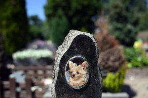 Auf einem Tierfriedhof liegen viele geliebte Haustiere begraben. - Foto: Soeren Stache/dpa