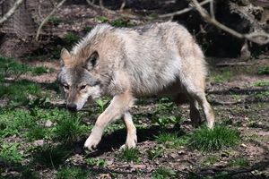 Der Wolf ist zurück in Deutschland - was längst nicht jeden freut. (Archivbild) - Foto: Bernd Weißbrod/dpa