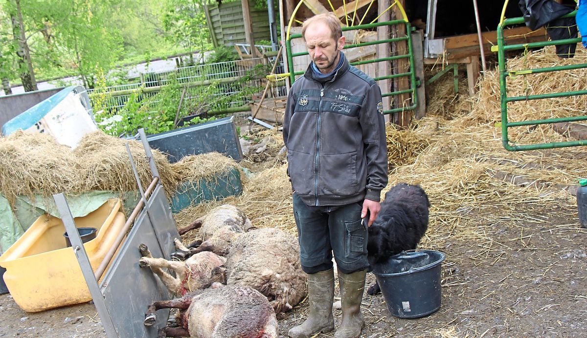 Zwei Mal hat ein Tier Teile seiner Herde gerissen, jetzt sind Hans Buksmanns restlichen Schafe im Stall. Foto: Löseke