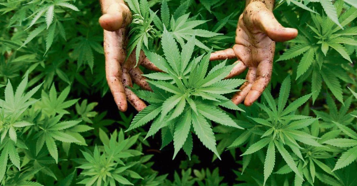 Cannabis gehört zur Familie der Hanfpflanzen. Aber nur die weiblichen Pflanzen entwickeln den Wirkstoff THC, der bei Erhitzen einen Rausch auslöst. Erwachsene dürfen seit dem 1. April drei Pflanzen zum Eigenkonsum anbauen. Foto: dpa