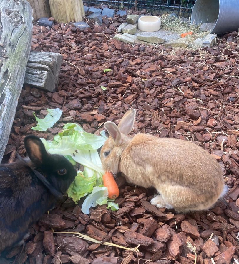 Gertrude und Marie-Luise fühlen sich in ihrem großen Stall mit Außengehege richtig wohl. Foto: Genähr