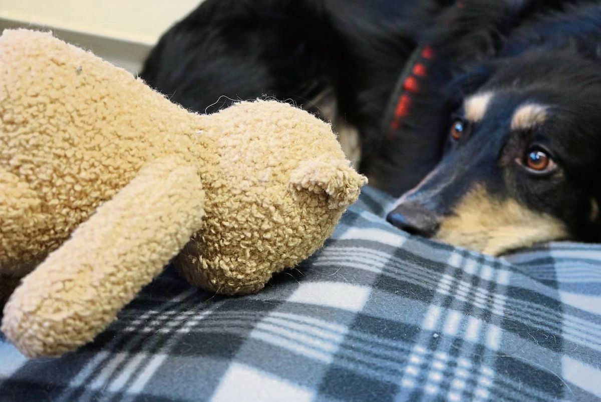 Hunde, die aus dem Tierheim in Lippstadt kommen, sind in Geseke für drei Jahre von der Hundesteuer befreit. Das gilt jedoch nicht generell für Vierbeiner aus dem Tierschutz. Symbolfoto: Dietz