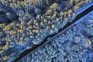 Raureif auf Nadelwald - Foto: Karl-Josef Hildenbrand/dpa