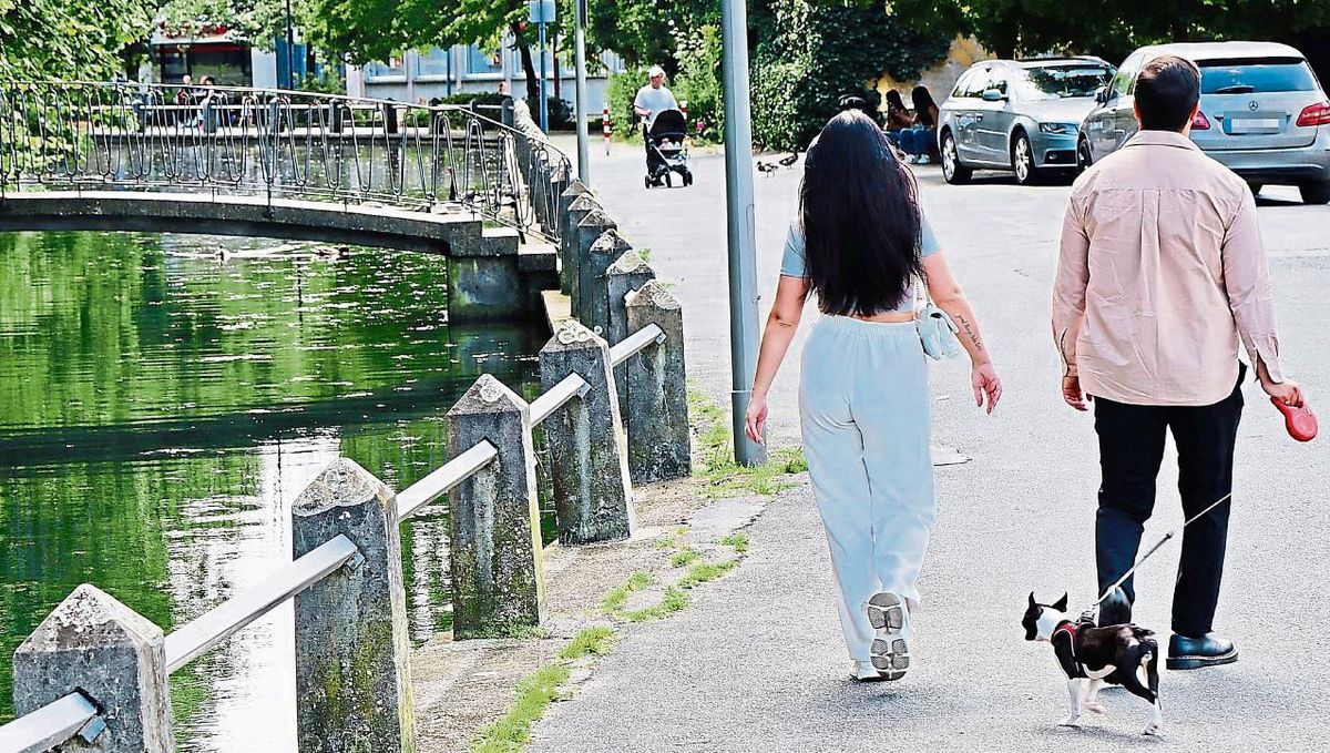 „Hundemarke?“: Die Stadt Geseke führt ab Ostern eine Hundezählung mit eigenen Kontrollen durch. Archivfoto: Dietz