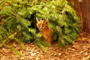 Das Karakal-Jungtier Karlos kam im November zur Welt. (Handout) - Foto: -/ Zoo Dresden/dpa