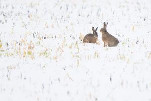 Trotz Schneefall war vor allem der Dezember nach Experteneinschätzung bislang zu trocken in Deutschland. (Symbolbild) - Foto: Julian Stratenschulte/dpa