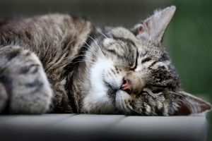 Katzen schlummern einer Studie zufolge am liebsten auf der linken Seite liegend. (Archivbild) - Foto: picture alliance / dpa