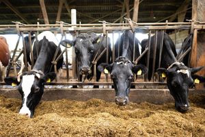 Schon im vergangenen Jahr waren nach Bauernprotesten in der EU Erleichterungen für Landwirte beschlossen worden. (Archivfoto) - Foto: Sina Schuldt/dpa