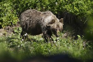 Ein Braunbär ist im Tal Zadné Meďodoly in Tatranská Javorina unterwegs. (Archivbild) - Foto: Milan Kapusta/tasr/dpa