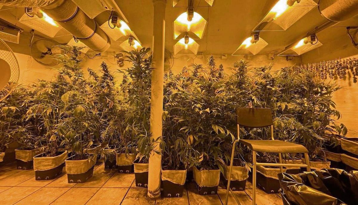 Diese Marihuana-Plantage entdeckte die Polizei in Kallenhardt. Foto: Polizei