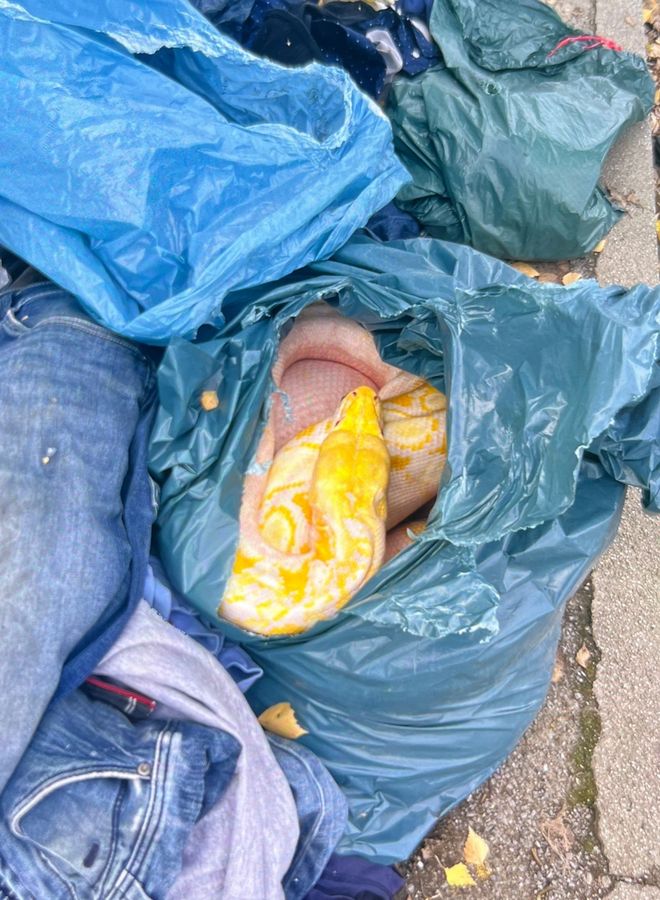 Unbekannte haben eine tote 35 Kilo schwere Riesenschlange neben einem Altkleidercontainer in Welver entsorgt. Die Polizei ermittelt. Foto: Polizei