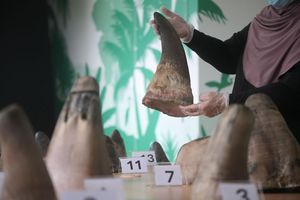 Die Hörner von Nashörnern sind heiß begehrt - vor allem in Asien. - Foto: Then Chih Wey/XinHua/dpa