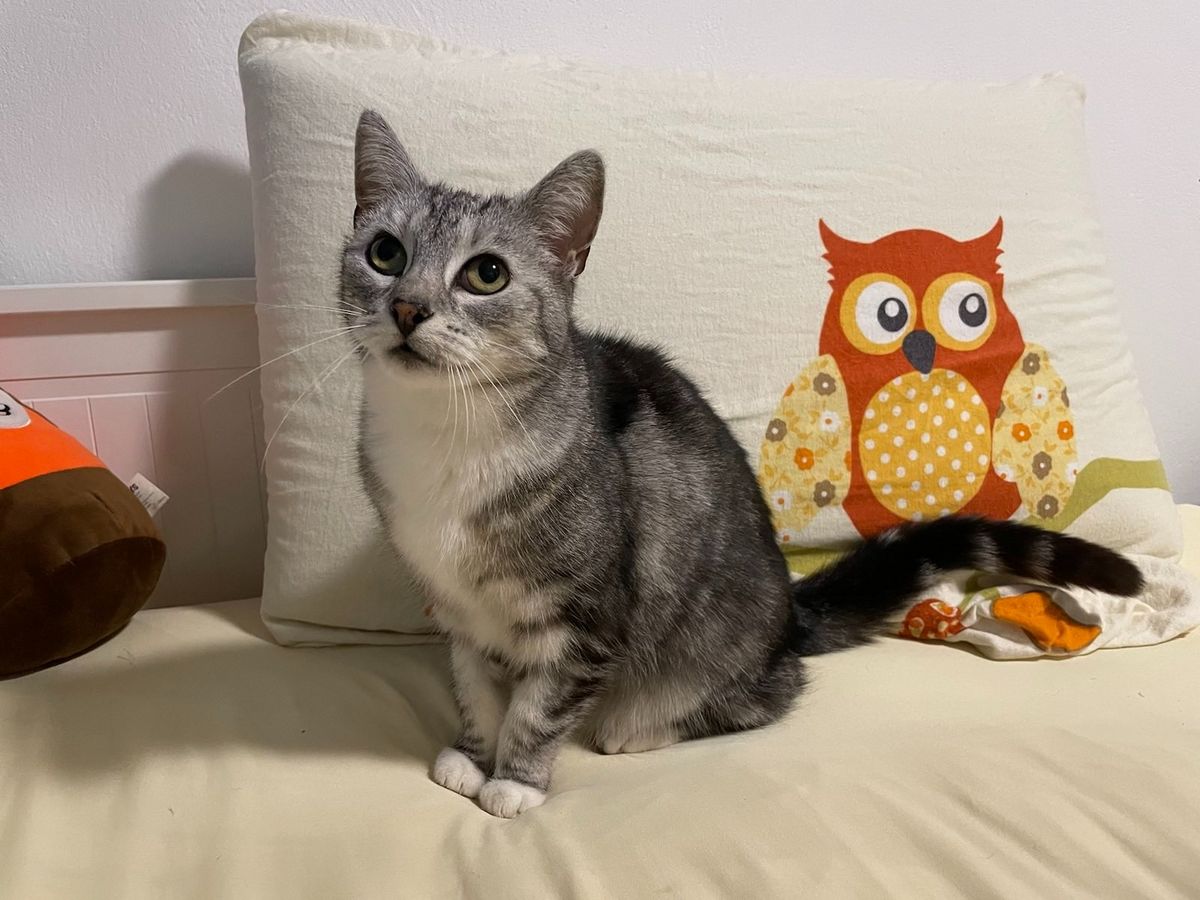 Die hübsche Leonie ist eine Europäisch Kurzhaar-Katze. Foto: Hannesen