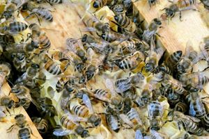 Die Bienen sind immer in Bewegung. (Archivbild) - Foto: Alina Grünky/dpa