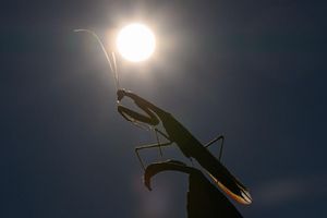 Das Jahr 2025 dürfte eines der drei heißesten werden. (Archivbild) - Foto: Patrick Pleul/dpa