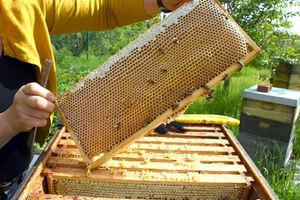 Eine Imkerin bei der Arbeit - in der Wabe dürfte jede Menge Honig sein. (Symbolfoto) - Foto: Waltraud Grubitzsch/dpa