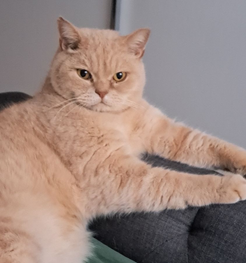 Kater Morley ist nicht nur wunderschön, sondern auch ein guter Jäger. Foto: Familie Karau