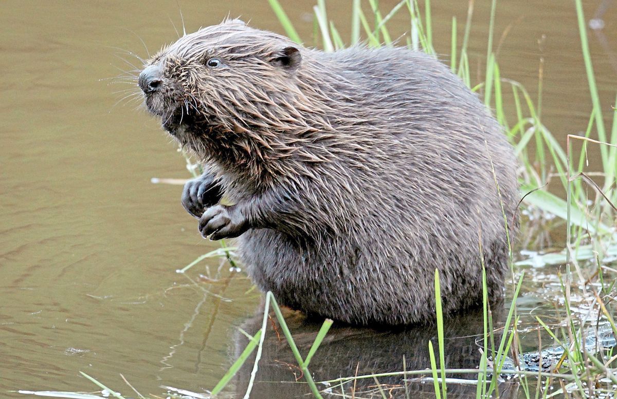 Weil Biber eigentlich nur nachts und in der Dämmerung aktiv sind, kann man sie nur selten in der freien Natur beobachten. Foto: dpa