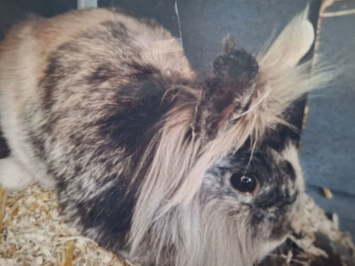Kaninchen brauchen Auslauf und gute Pflege. Foto: Feck