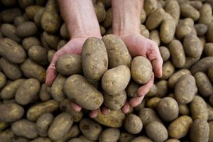 Die Pflanzenkrankheit Stolbur bedroht auch heimische Kartoffeln. - Foto: picture alliance / dpa