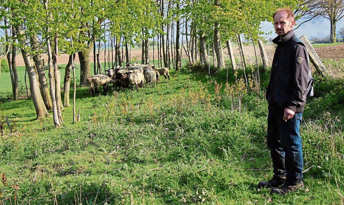 Hans Buksmann ist entsetzt: Seine halbe Schafsherde ist am Dienstagmorgen gerissen worden. Fotos: Löseke