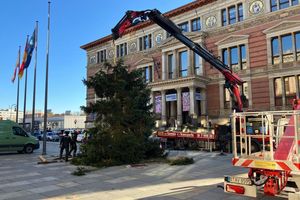 Pannen mit Weihnachtsbäumen sind in Berlin keine Seltenheit. - Foto: Stefan Kruse/-/dpa