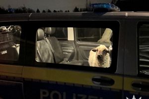 Die Polizei sperrt das entlaufene Schaf in den Streifenwagen. - Foto: Polizeipräsidium Konstanz/dpa