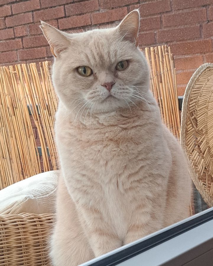 Kater Morley ist nicht nur wunderschön, sondern auch ein guter Jäger. Foto: Familie Karau