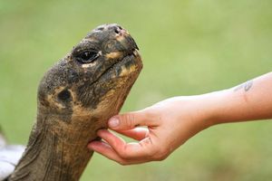 Mommy, eine fast 100 Jahre alte Galapagos-Schildkröte und Mutter von 16 Jungtieren in zwei Gelegen, streckt ihren Hals aus, während ein Mitarbeiter ihr Kinn in ihrem Gehege im Zoo von Philadelphia krault. - Foto: Matt Rourke/AP/dpa