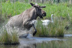 Experten glauben, dass sich die Tiere künftig wieder dauerhaft in Deutschland ansiedeln könnten. (Symbolbild) - Foto: Patrick Pleul/dpa-Zentralbild/dpa